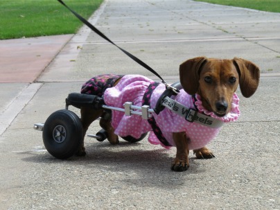 Dog, Friends, Dachshund with Neon Yellow Wheelchair Harness with