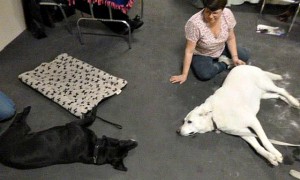 relaxed dogs