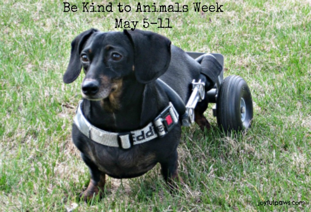IMG_1459[1] 1200 be kind to animals week