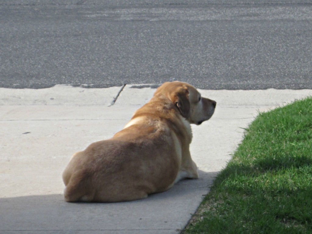 Kylie neighborhood watch