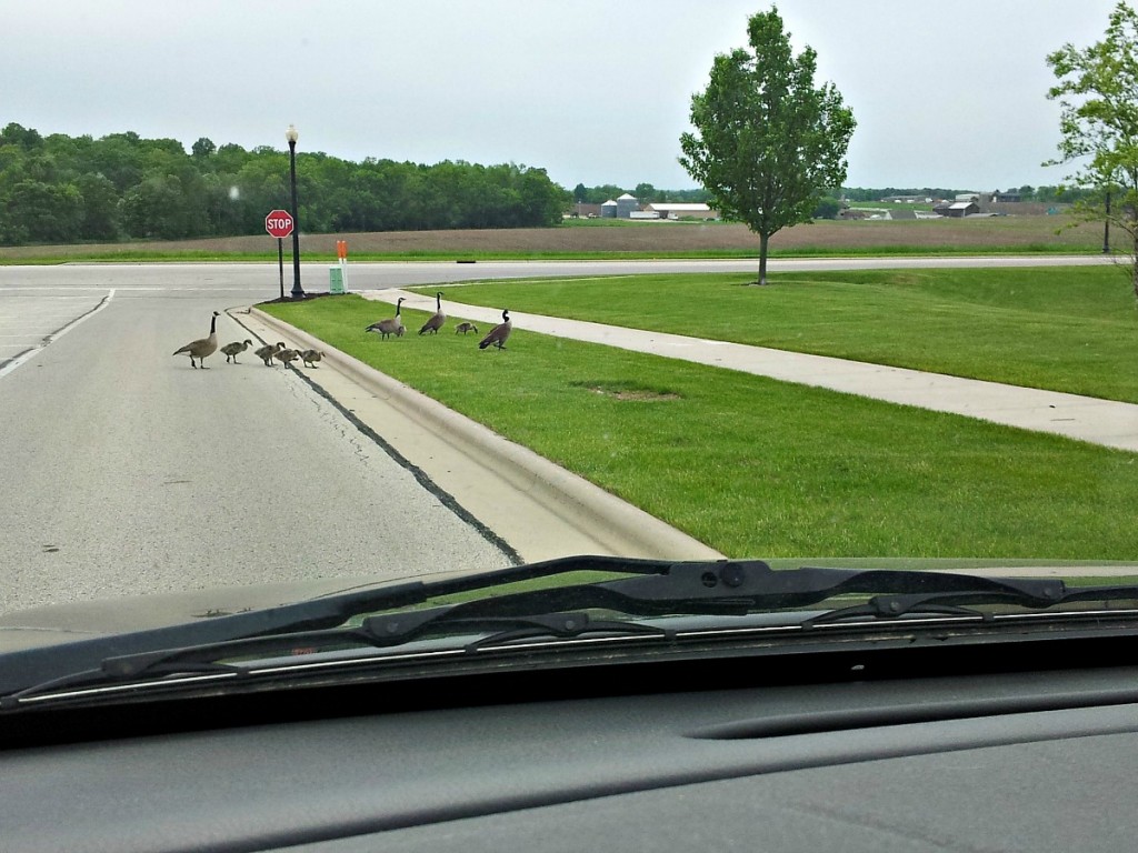geese crossing 1200