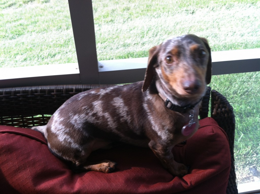 doxie 1