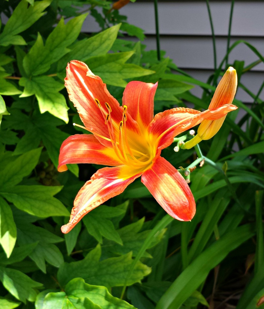 day lily