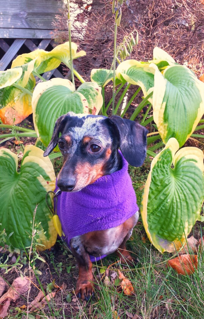 gidget garden helper