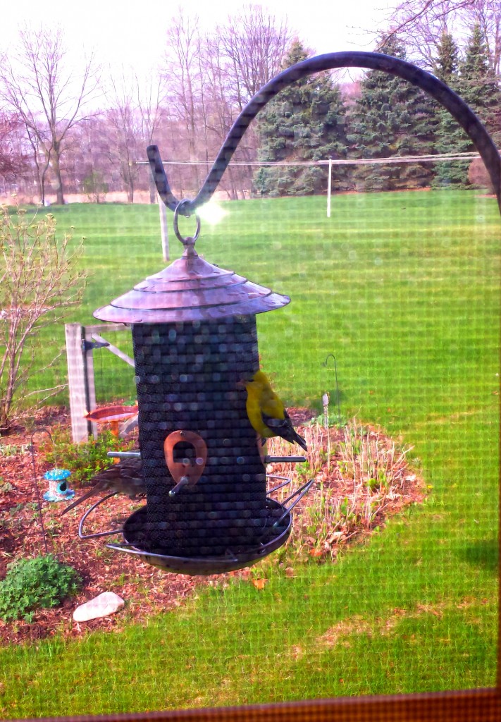 bird feeder 2