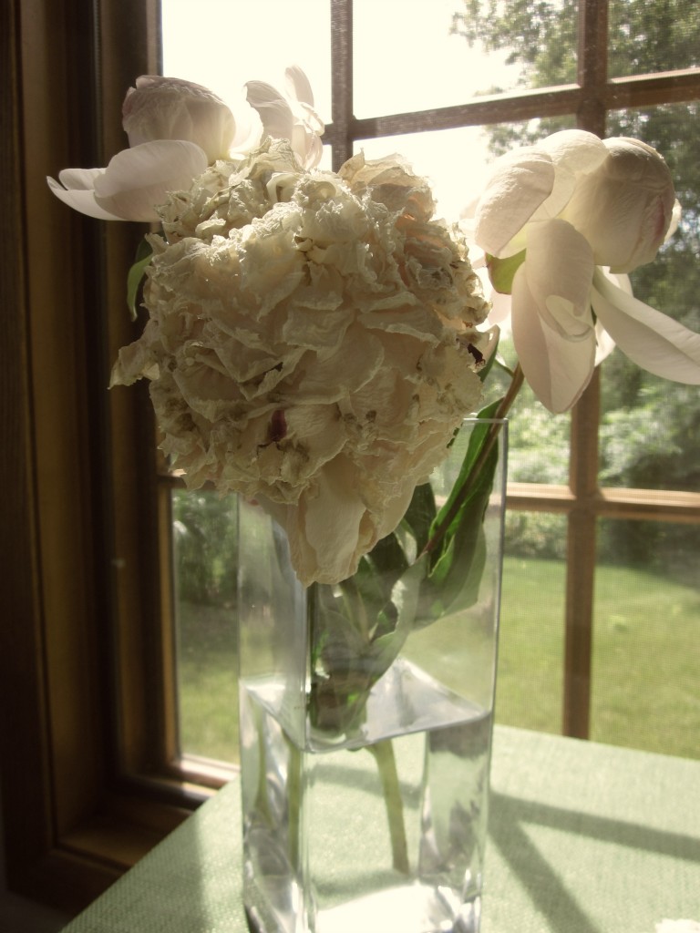 The Beautiful Death of a Peony