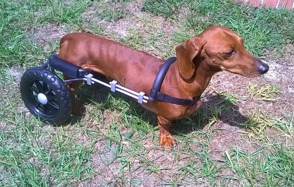 44th Paralyzed Dog Receives Donated Wheelchair. Last Day to Order T-Shirt.