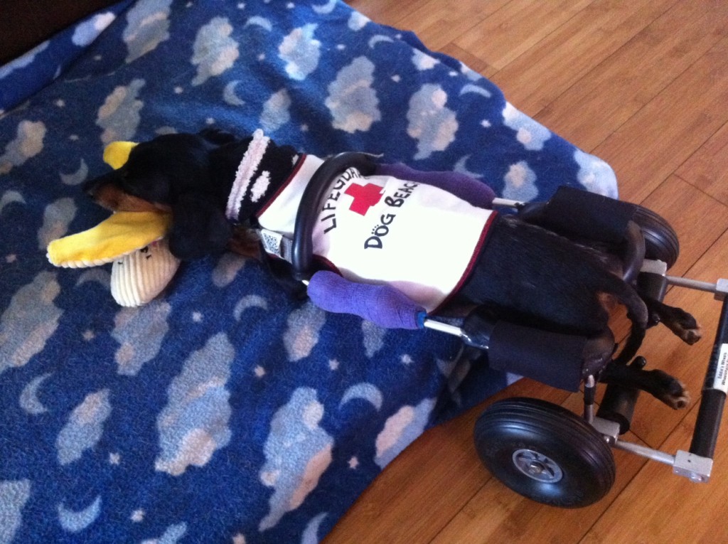 Davey Living the Good Life - Even in His Dog Wheelchair.