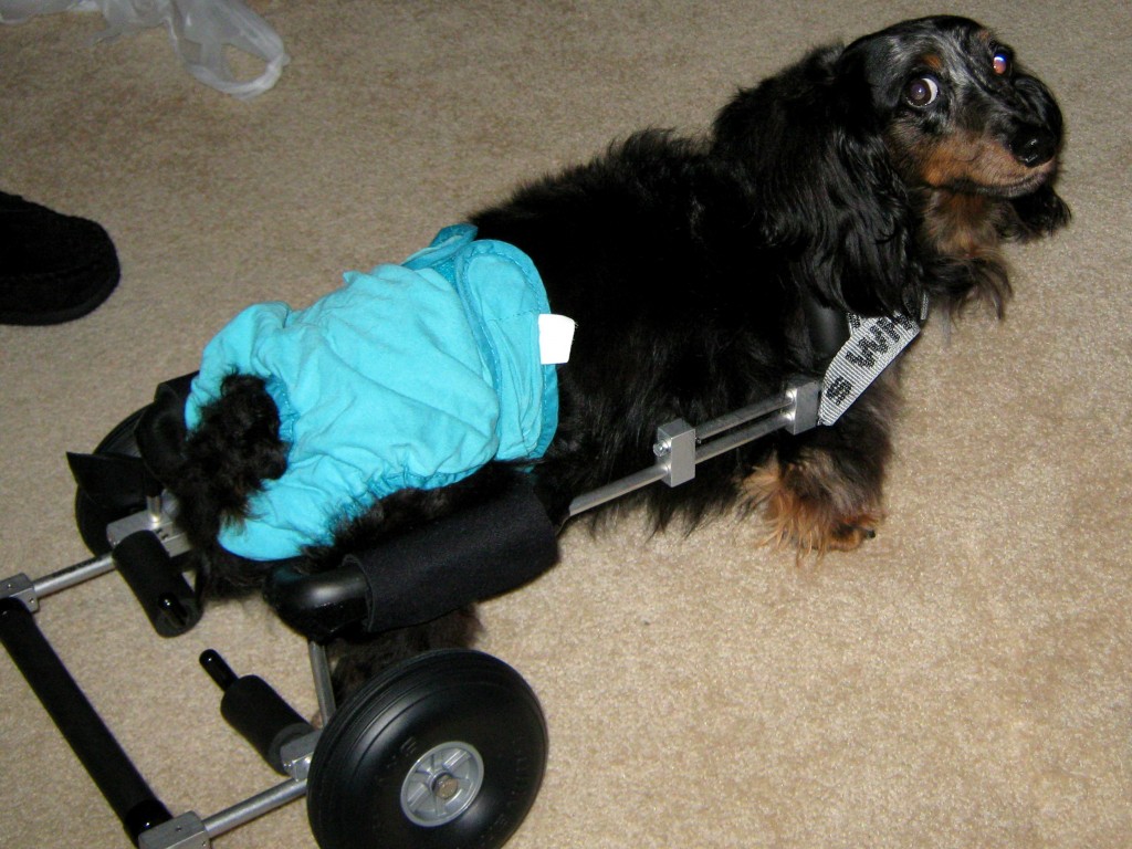 The Frankie Wheelchair Fund Helps 47th Dog with a  Wheelchair