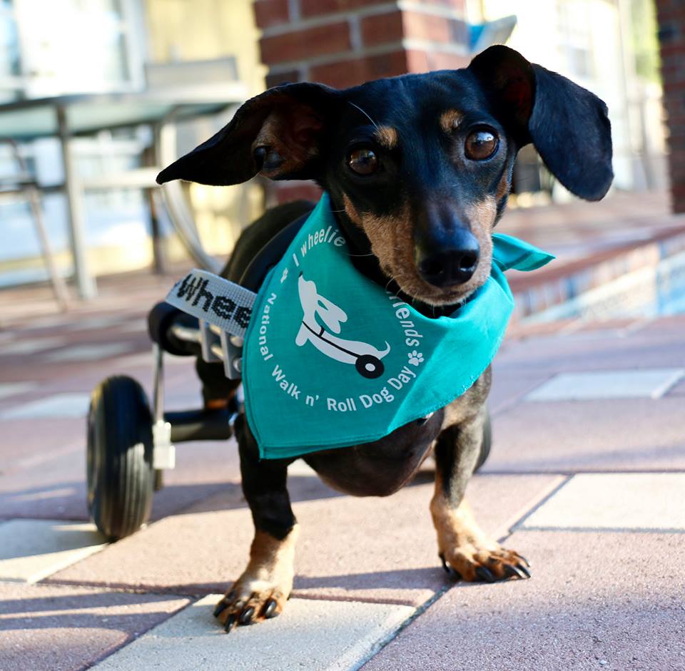 Come Meet Sammy! Granted a Wheelchair from The Frankie Wheelchair Fund (and available for adoption!)