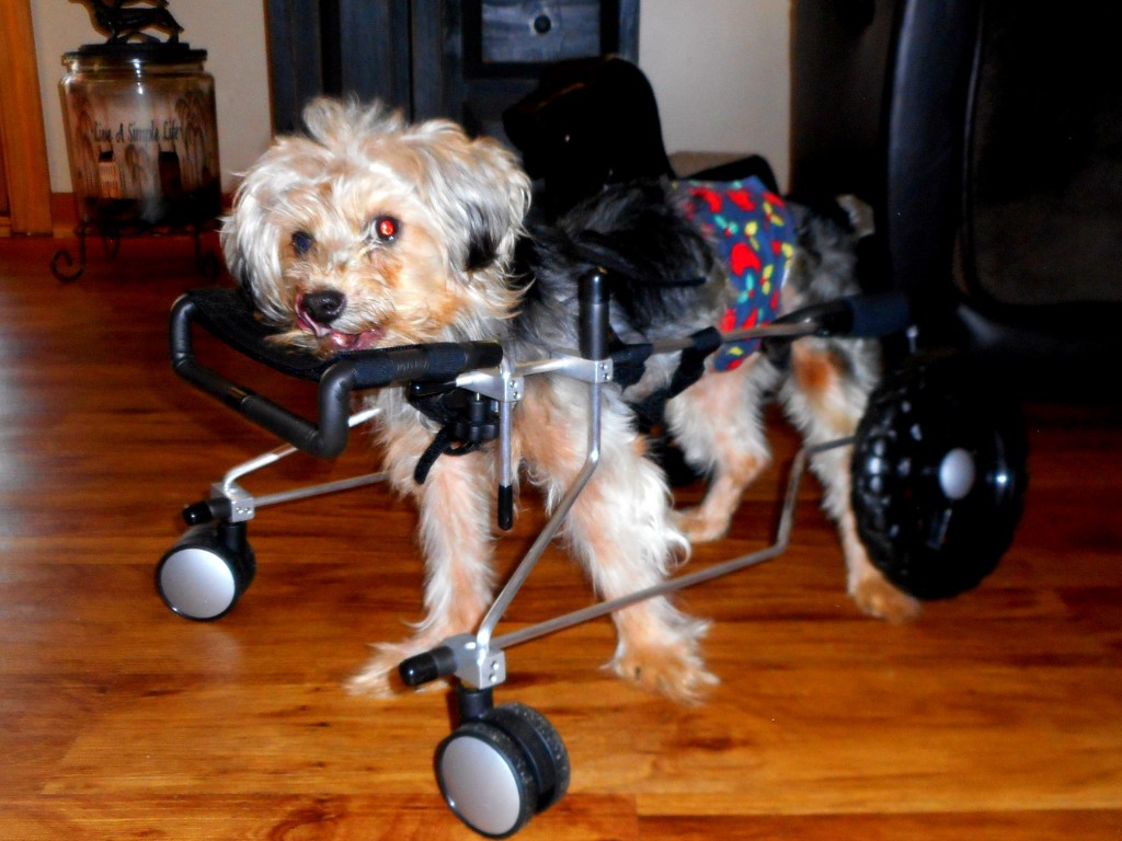 Lipton Gets New Quad Dog Wheelchair and a New Lease on Life