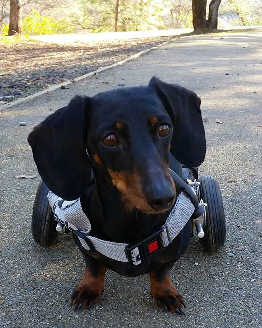 Yet Another?! Yup! 54th Disabled Dog Gets Wheelchair thru The Frankie Wheelchair Fund. Come Meet Her!