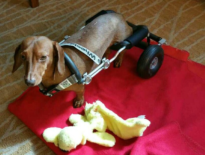 Another Disabled Dog Gains Mobility – This Makes 51 and We Plan to Keep on Rolling!
