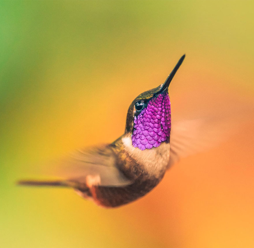 I AM a Hummingbird. Thank You Elizabeth Gilbert.