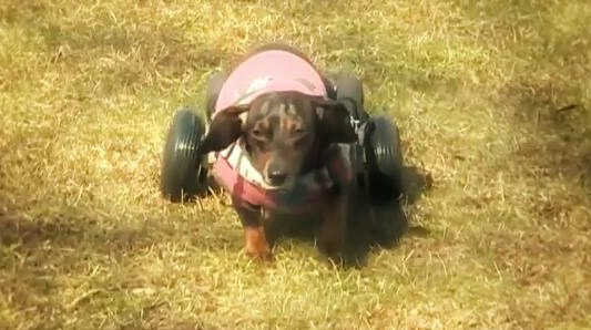 CBS News Spotlights How Paralyzed Dogs Are Helped with Wheelchairs