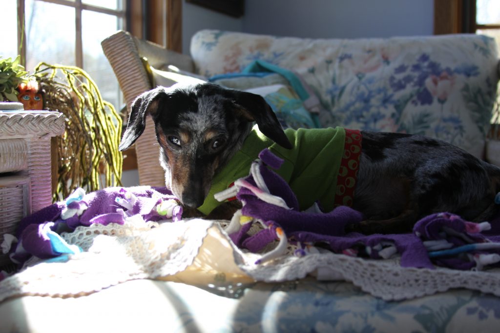 Dachshunds Are Smart...When They Want to Be.