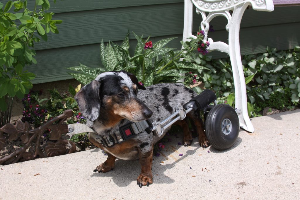 Why the Standards of Care for Animals with Spinal Cord Injuries in Are Changing