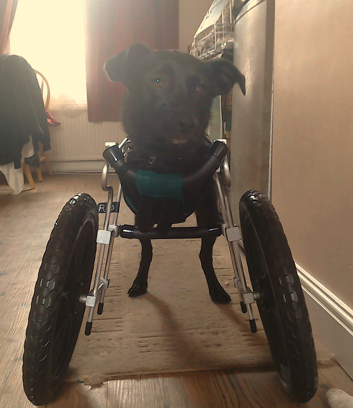 Double Amputee Dog Gets a Second Chance and a Set of Wheels