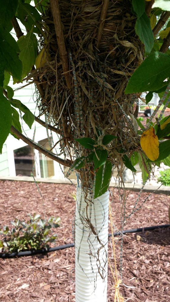 robin nest 2016 3