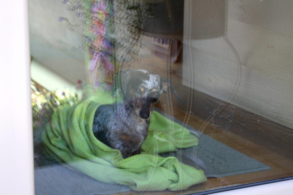 When a Dachshund Becomes a Snail