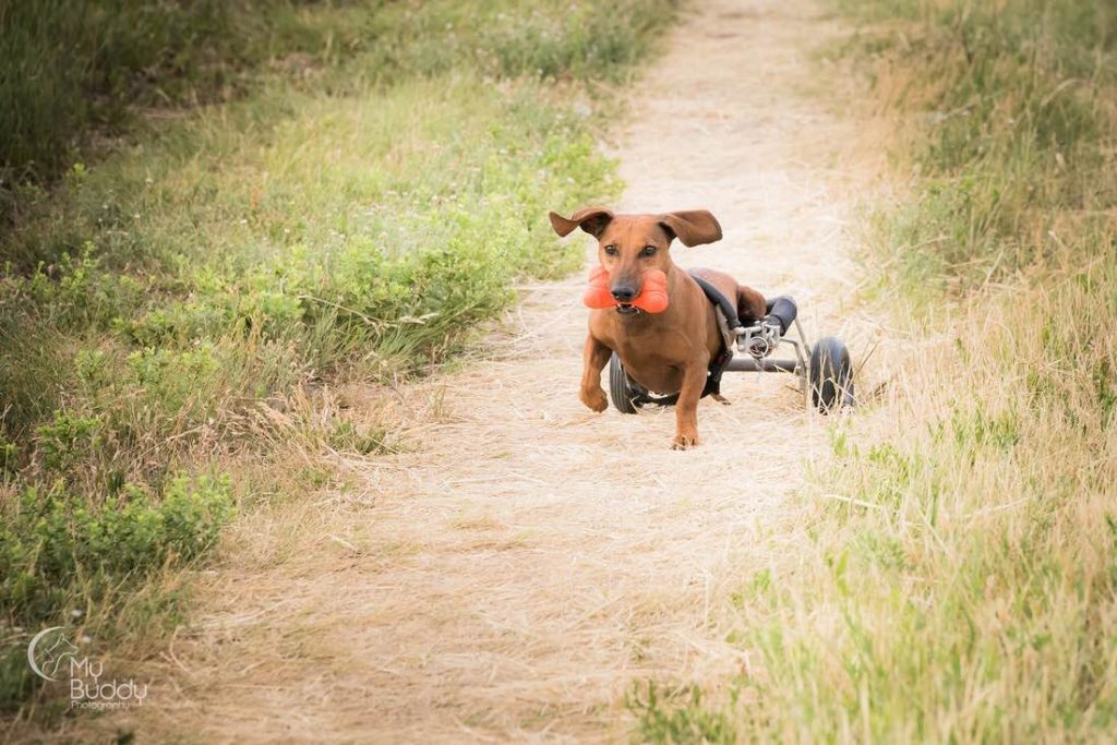 A Wheelie Dog Gallery of Photos Sure to Make You Smile