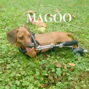 magoo-e-300x300