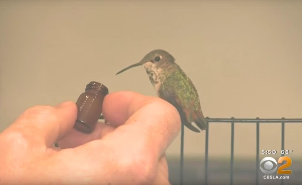 The Friendship Between Man, Hummingbird and Dog -- Plus Winner of of Book Giveaway