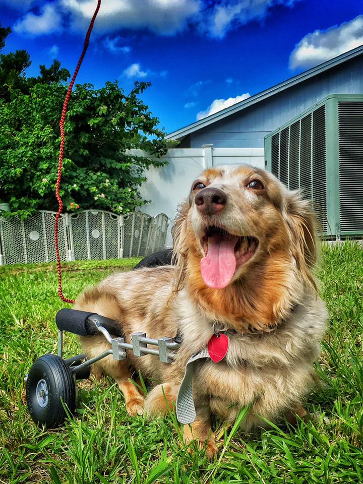 Meet Molly Mocha - Frankie Wheelchair Fund Recipient & Available for Adoption!
