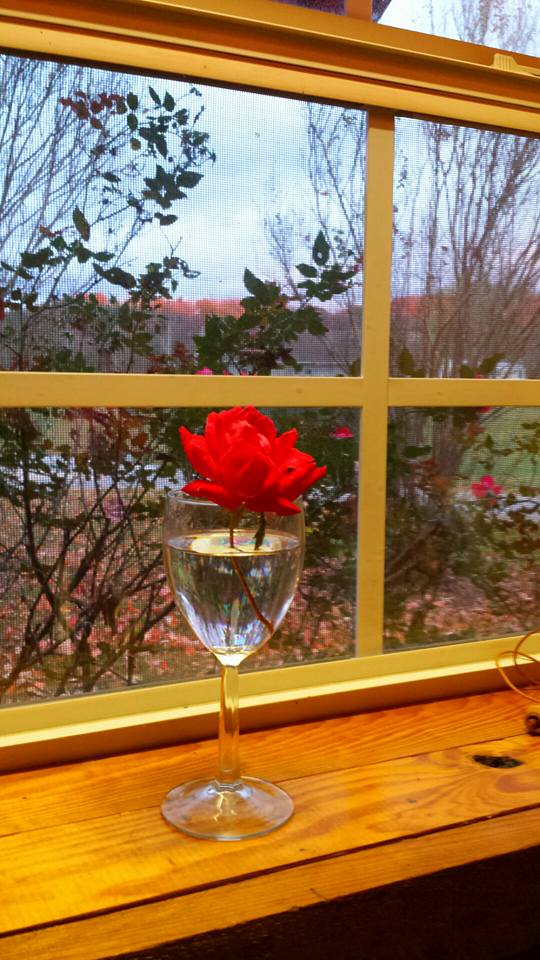 Rose bush blooming out kitchen window of cabin