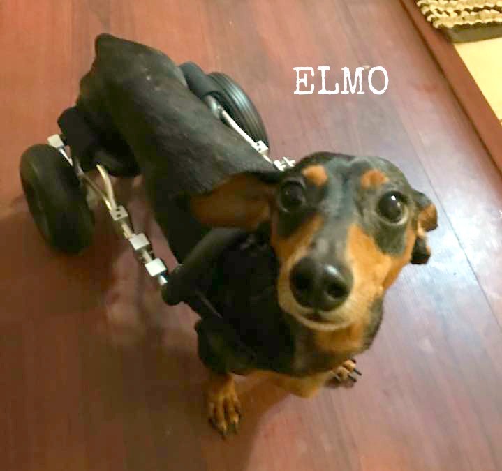Elmo with IVDD Rolling Again Courtesy of The Frankie Wheelchair Fund