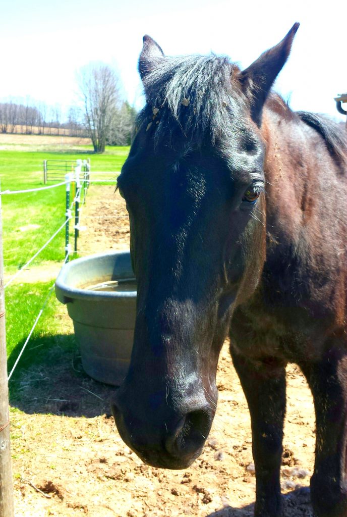 Meet Hank from LaValley Equine Sanctuary - My Earth Day Treat!