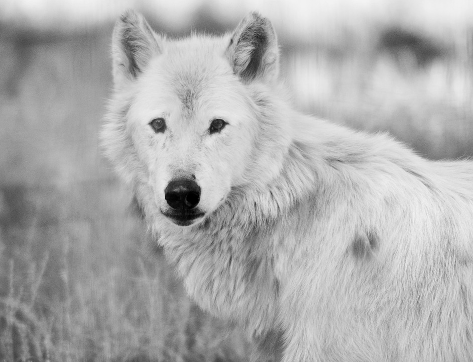 My Spirit Animal White Wolf Shared Her Name with Me