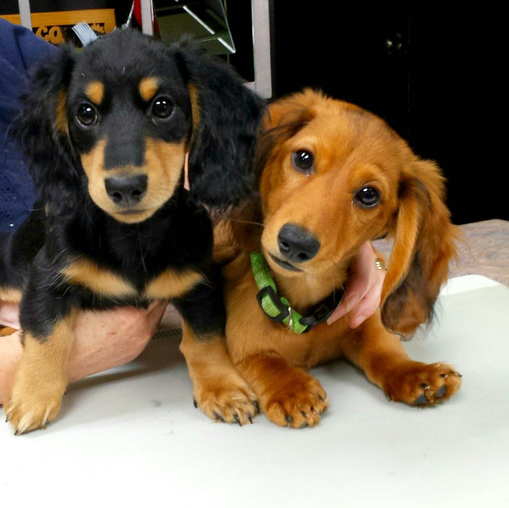 Working Weenies in Training. Come Meet Them!