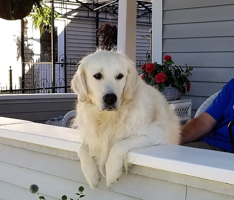 Porch Dog. Official Elkhart Lake Greeter. Come Meet Him!