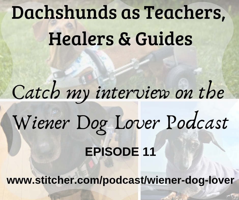 Dachshunds as Teachers, Healers and Guides. My Interview on the Wiener Dog Lover Podcast.