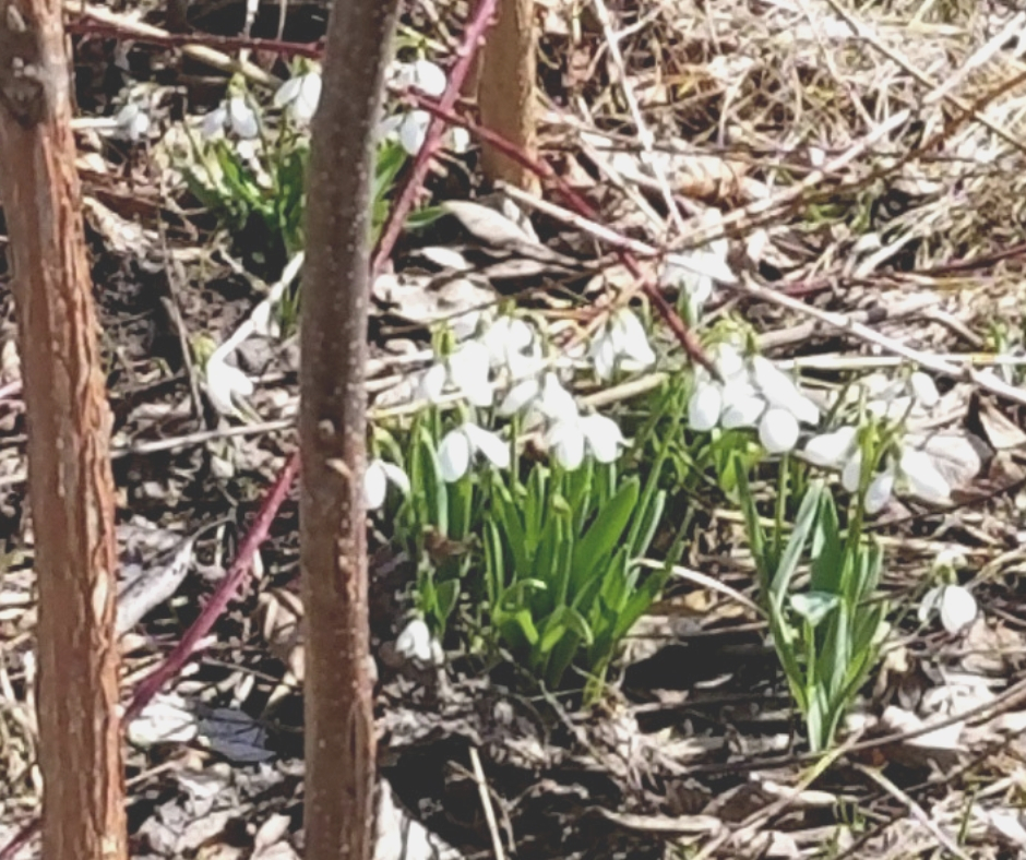 Life Renewing Itself. Miss Marie's Snowdrops.