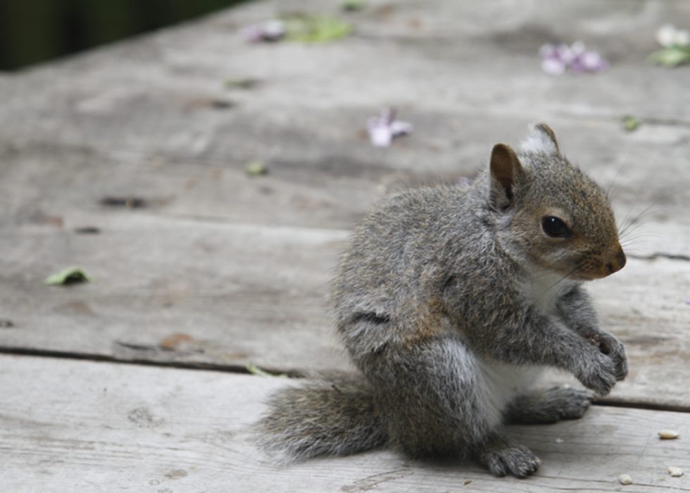 Teaching from a Squirrel without a Tail Joyful Paws